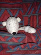 Percy the Polar Bear in Bed