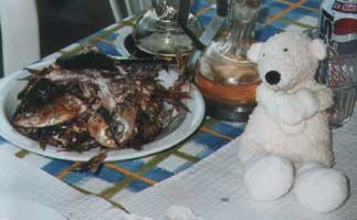 Paddy with a full belly and an empty plate of sardine bones in Portugal