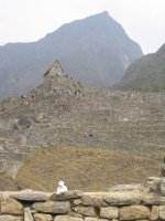 Paddy on the wall at Machu Picchu, Peru