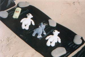 Paddy, Junglie & Percy sunbathing on the beach